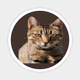 Portrait Of A Cute Tabby Cat With Direct Eye Contact Vector Magnet